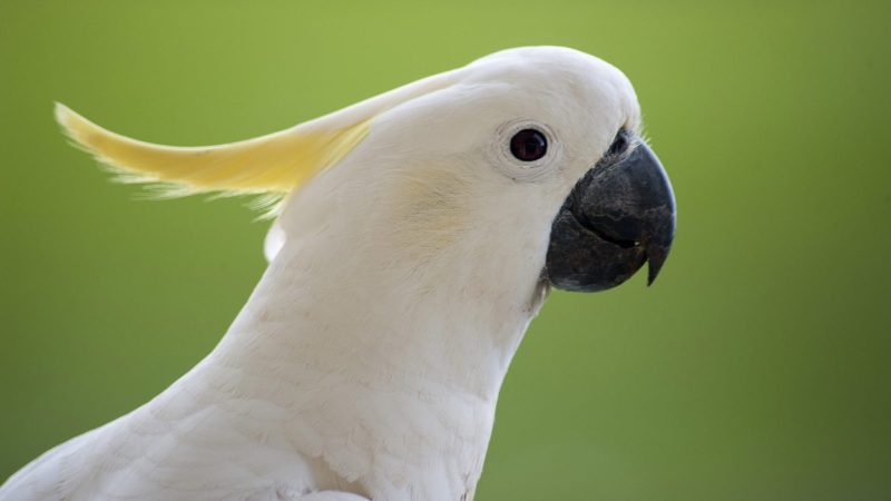 Голова попугая 