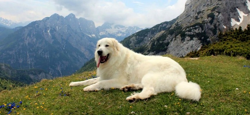 Порода собак Пиренейская горная