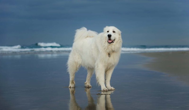 Пес на пляже