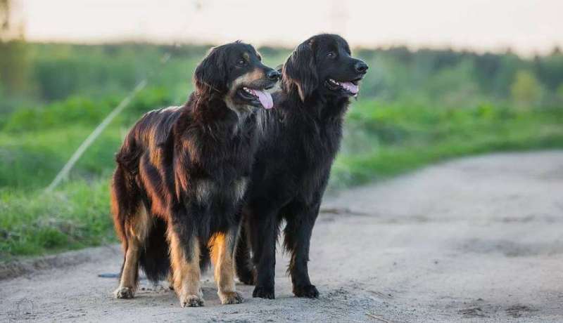 Две собаки на дороге