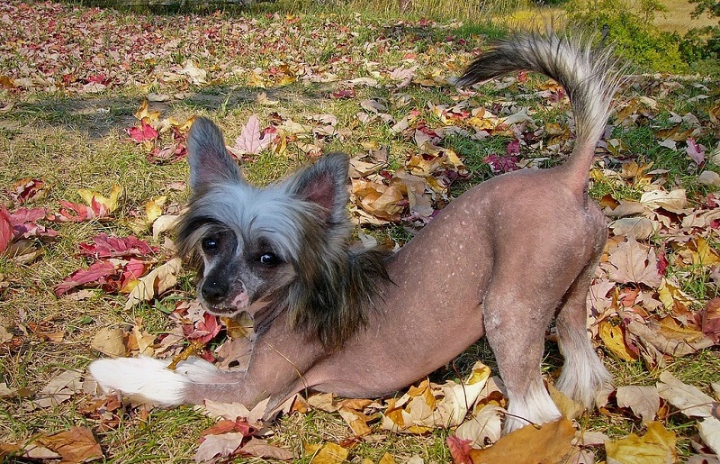 Собачка и осенние листья