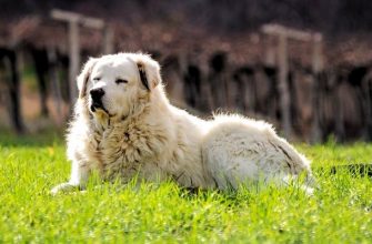 Порода собак Маремма-абруццкая овчарка