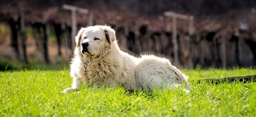 Порода собак Маремма-абруццкая овчарка