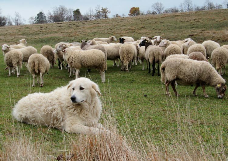 Пастух следит за овцами