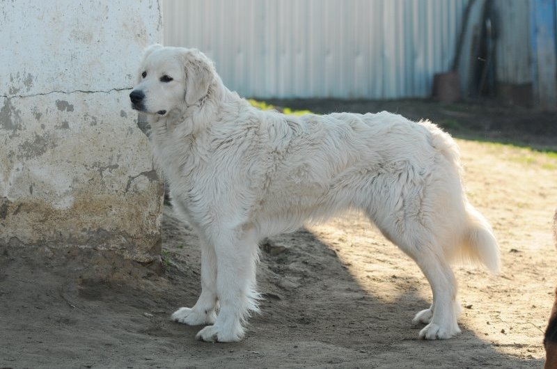 Породы собак словакии