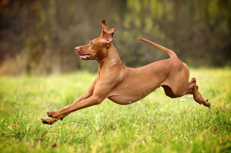 Летящая собака