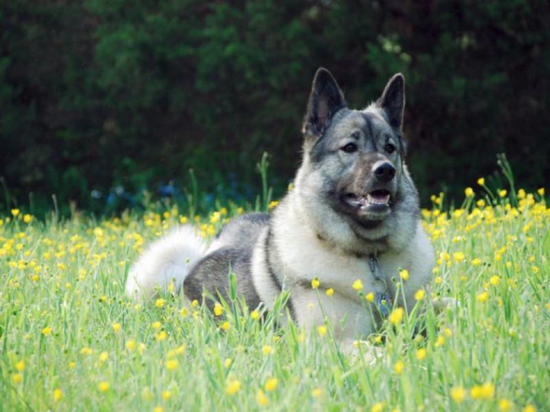Пес и полевые цветы