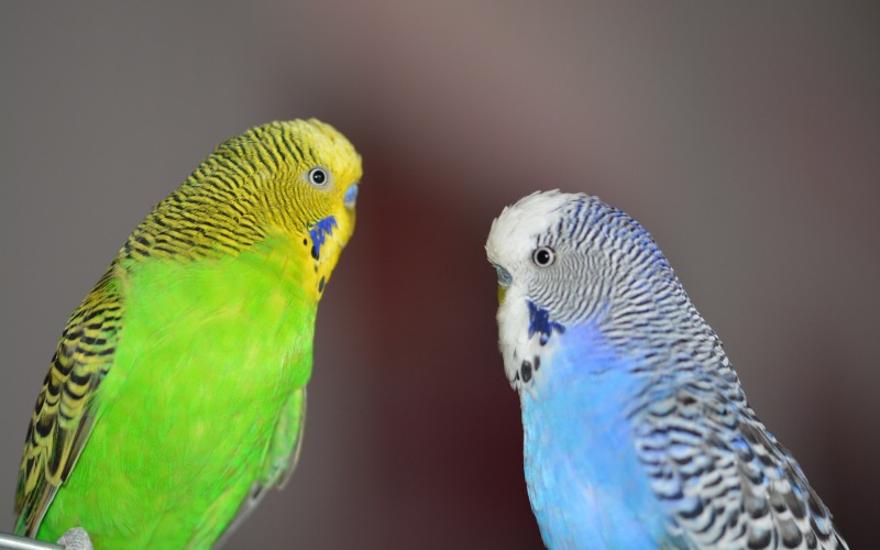 Голубой и зеленый волнистый попугай 