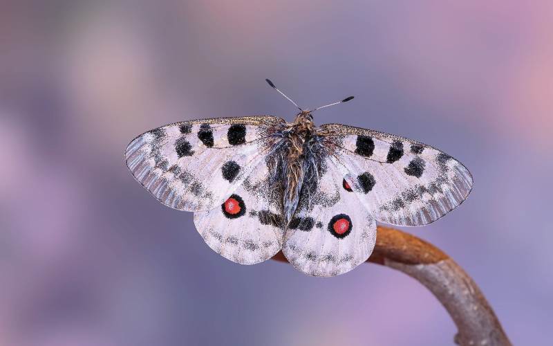 Красивая бабочка Аполлон 