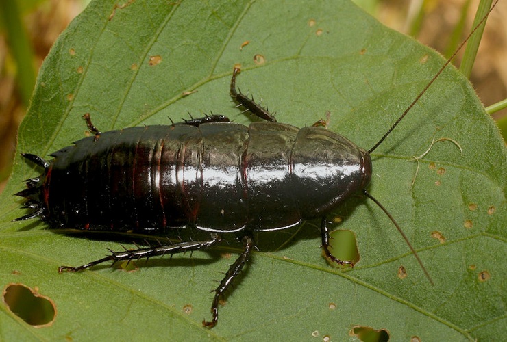 Черный таракан на листике 