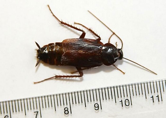 Размер таракана 