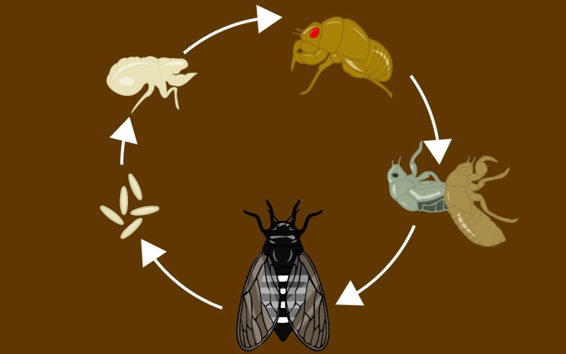 Этапы размножения цикады 