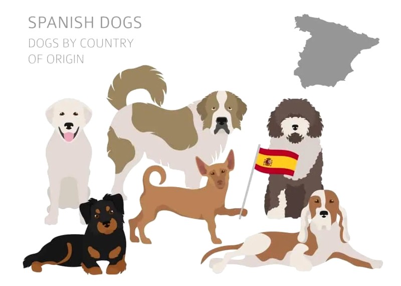 Породы собак Испании