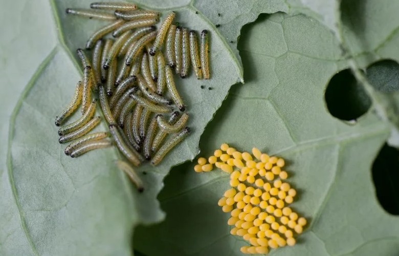 Личинки капустницы 