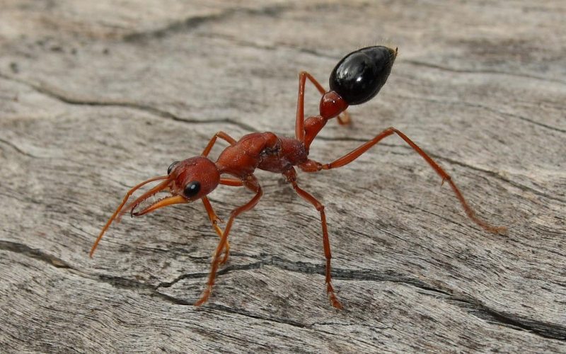 Опасный муравей-бульдог 