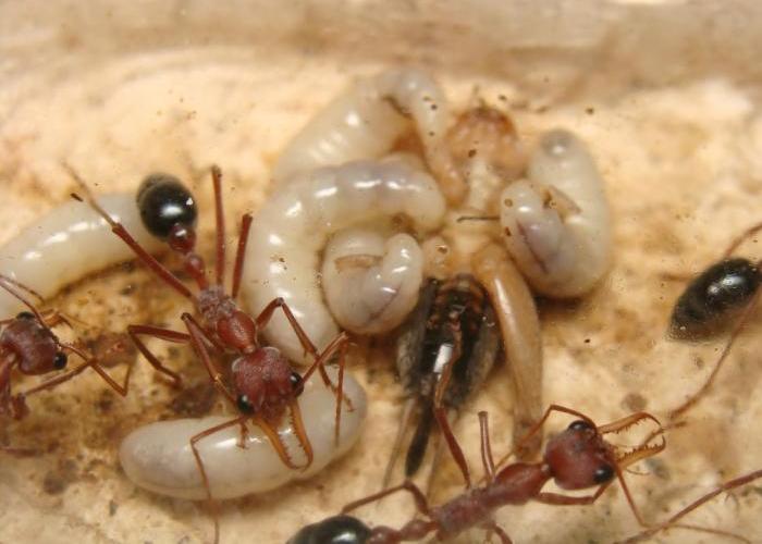 Личинки муравьев-бульдогов