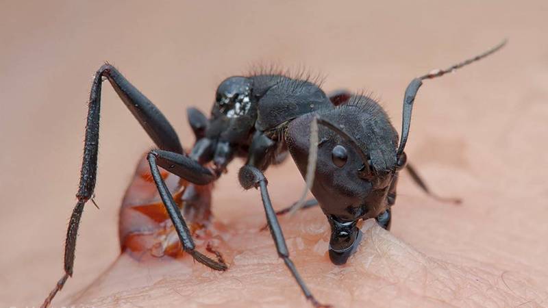 Укус муравья-бульдога 