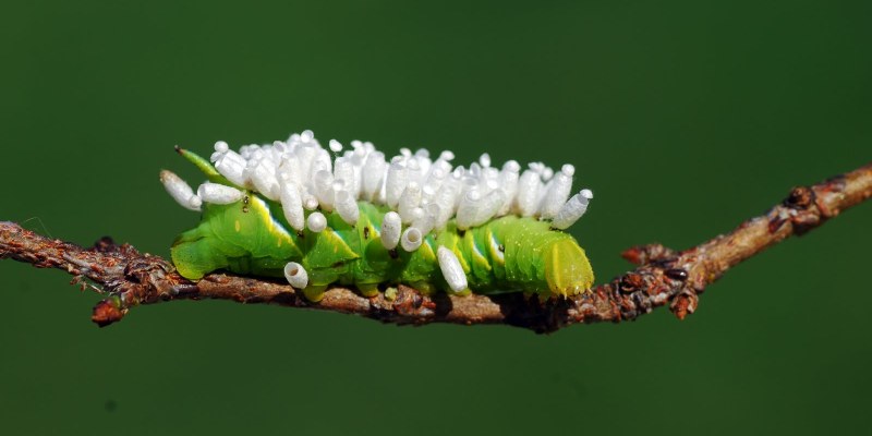 Личинки из семейства браконид на гусенице 