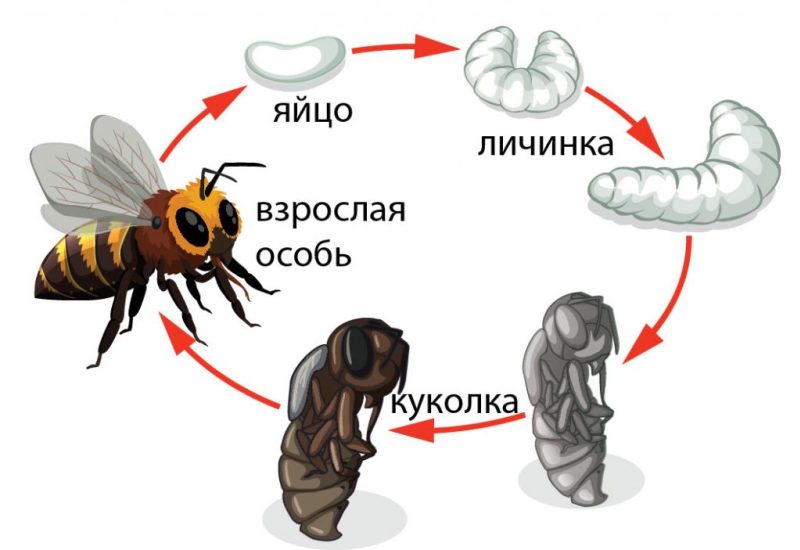 Этапы размножения осы 