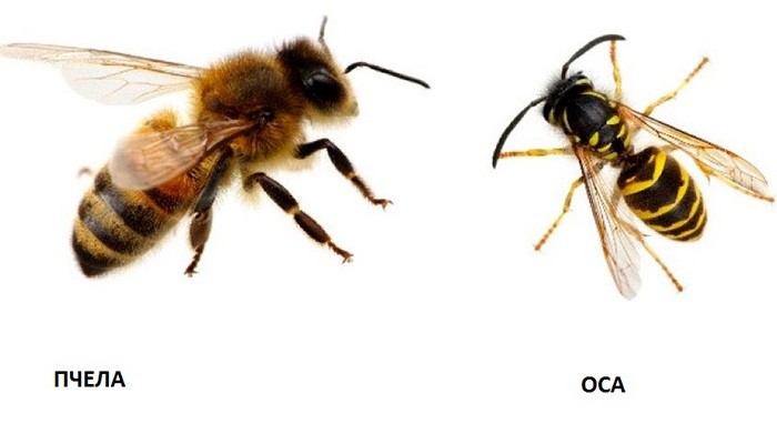 Пчела и оса 