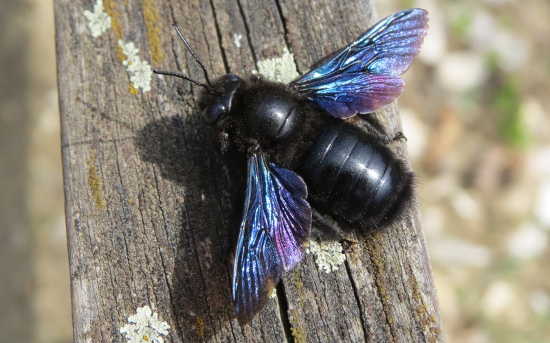 Черная пчела 