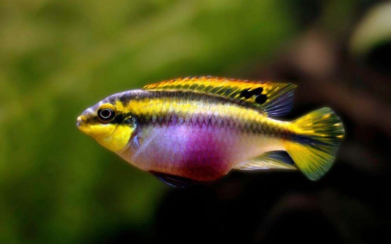 Рыба пельвикахромис пульхер 