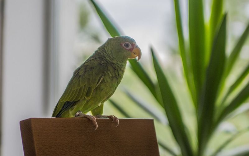 Домашний попугай 