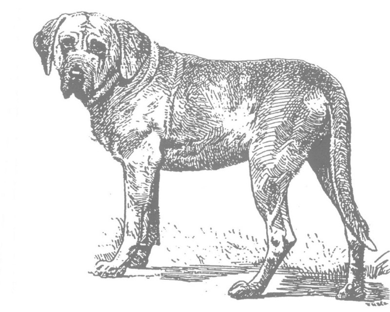 Старый рисунок собаки
