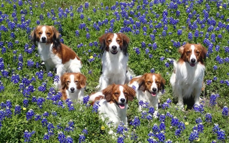 Собаки и полевые цветы