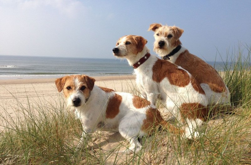 Три друга на пляже