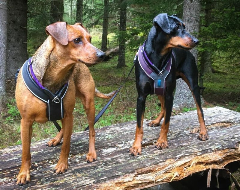 Собаки готовы к прогулке по лесу