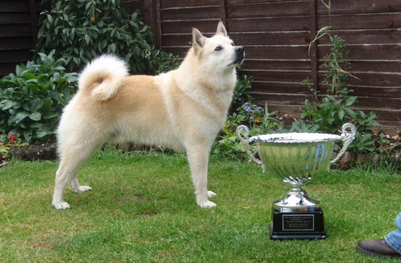 Чемпионская собака