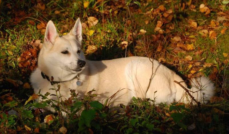 Пес в осенней листве