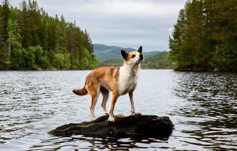 Пес на реке
