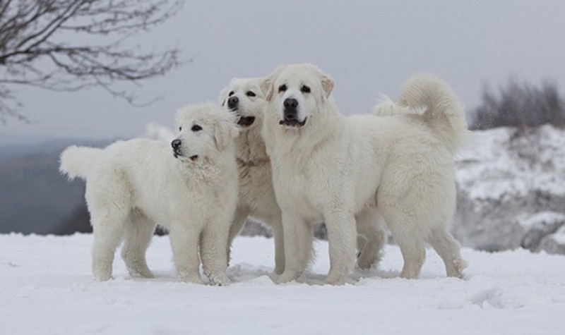 Собаки на снегу