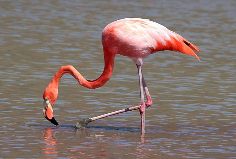 Розовый фламинго