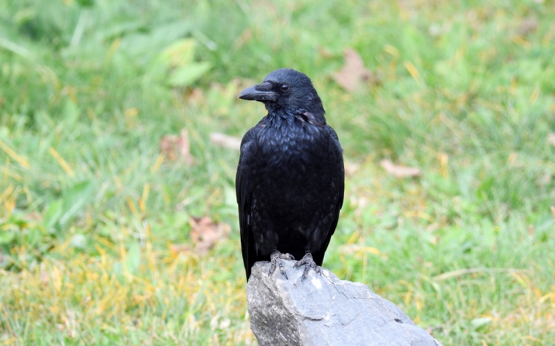 Европейская черная ворона