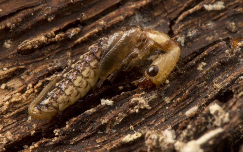 Личинка мухи скорпионницы 