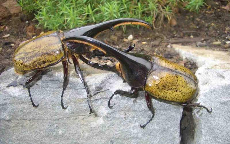 Борьба самцов жука-геркулеса
