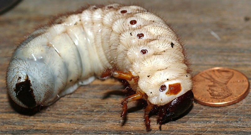 Личинка жука-голиафа 