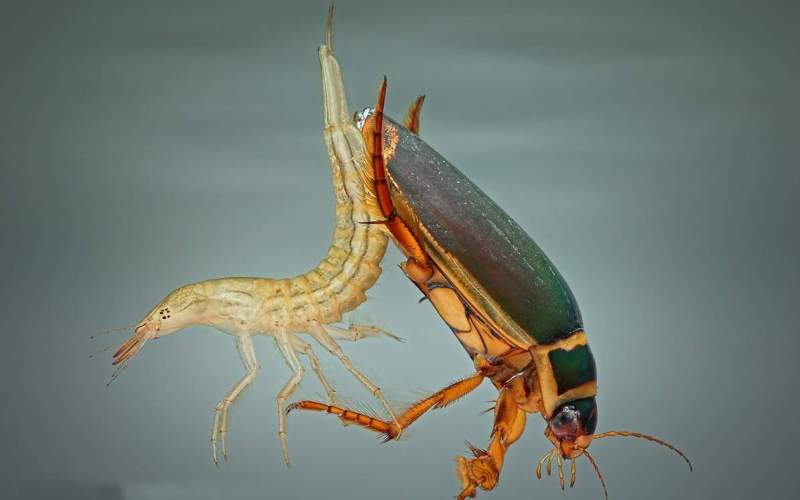 Личинка жука-плавунца 