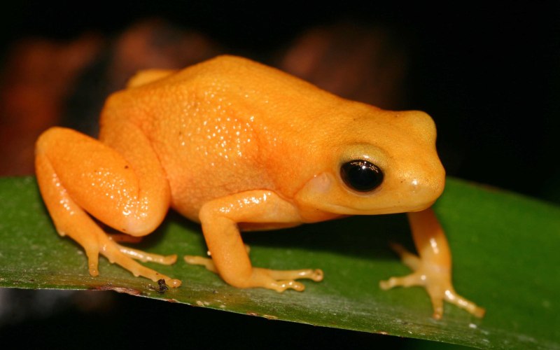 Золотая жаба