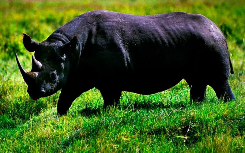 Камерунский черный носорог