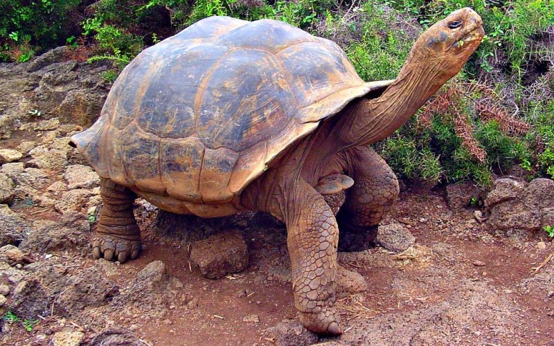 Реюньонская гигантская черепаха