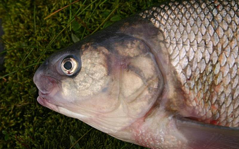 Голова рыбы