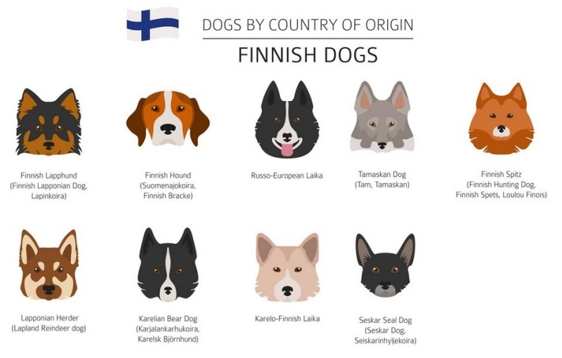 Финские породы собак