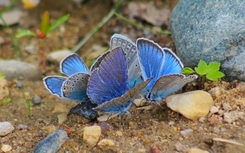 Бабочки на земле 