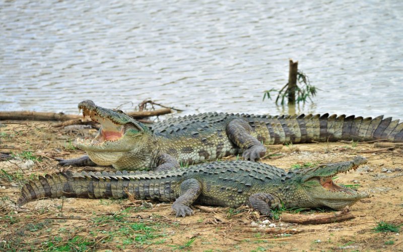 Два больших крокодила 