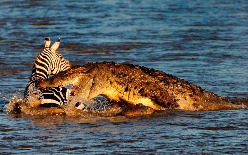Крокодил на охоте 