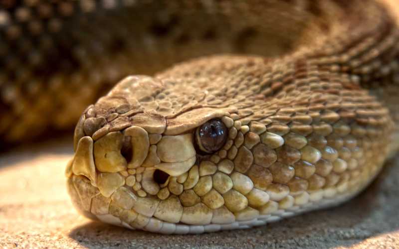 Голова змеи 